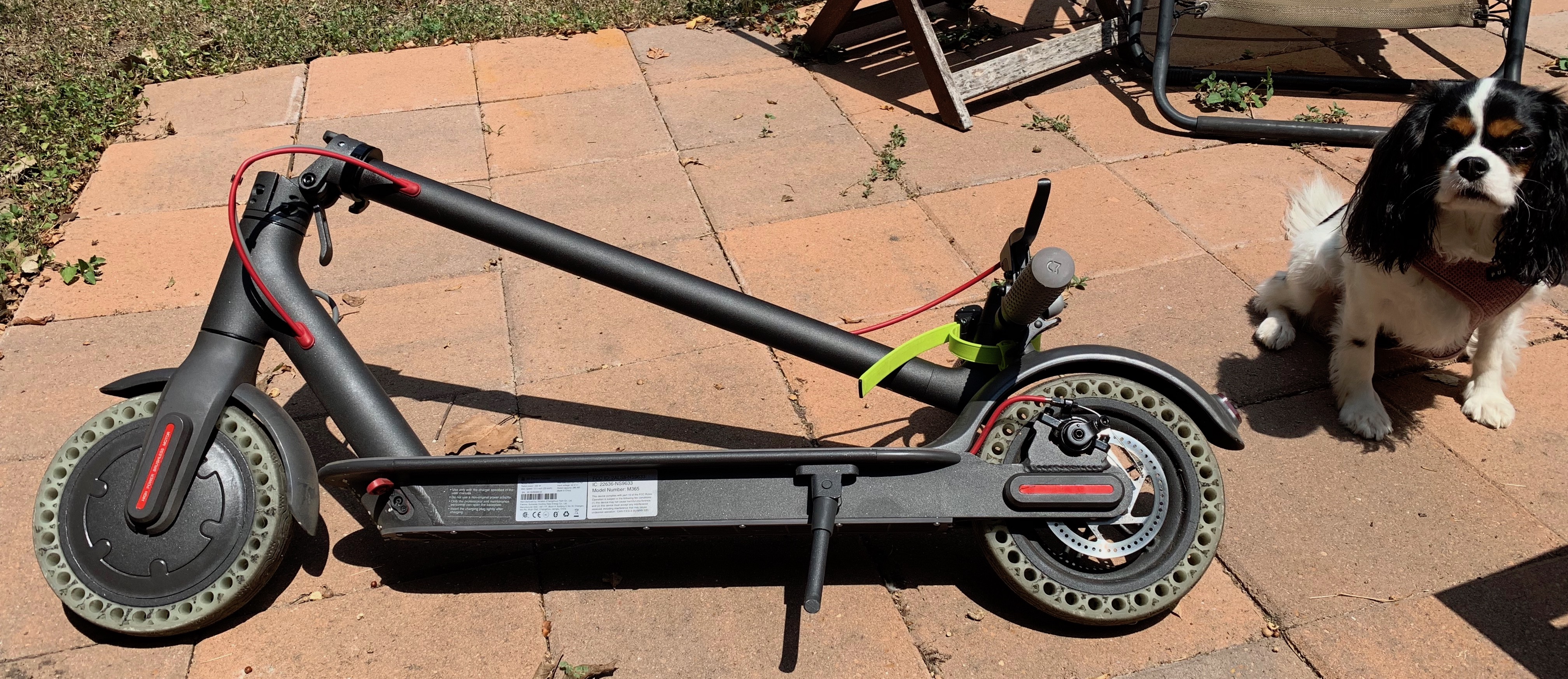 scooter with non-inflatable rubber tires and a dog